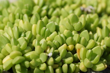 green plant succulent background