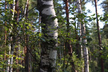 Black and white trunks of birches. Grove in the forest. Beauty of nature