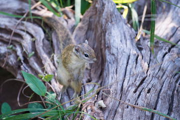 Naklejka na ściany i meble Eichhörnchen / Squirrel in Botswana
