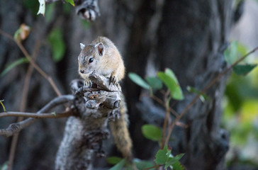 Naklejka na ściany i meble Eichhörnchen / Squirrel in Botswana