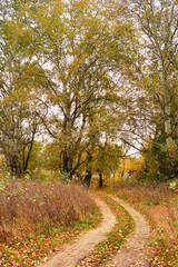 Obraz premium beautiful autumn landscape, yellow leaves and ground road in forest