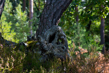 Gesichter im Wald im Elsass