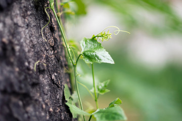 Closed-up ivy groud creeping on tree