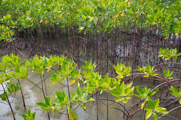 Mangrove forest in tropical coastal. Mangroves are salt tolerant trees and are adapted to life in harsh coastal conditions.