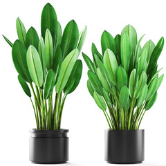 Banana palm, Ravenala palm in a pot	