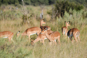 Impala