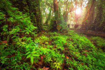 Fototapeta premium green trees background in forest