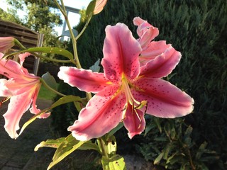 rosa Lilie 2