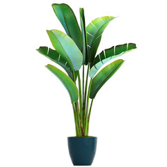 Banana palm, Ravenala palm in a pot	