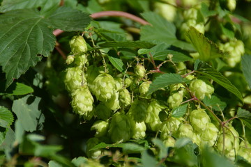 Wilder Hopfen