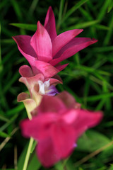 Beautiful wild siam tulips blooming in the jungle at Sai Thong National Park, Chaiyaphum, Thailand