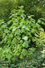 Tree,green, plant, vegetable, leaf, food, lettuce, garden, nature, fresh, salad, agriculture, organic, healthy, field, farm, leaves, growth, vegetables, growing, grow, freshness