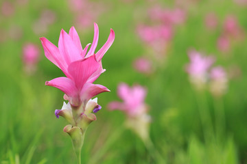 Beautiful wild siam tulips blooming in the jungle at Sai Thong National Park, Chaiyaphum, Thailand