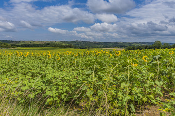 Fototapeta na wymiar sunflowers in the Atlantic Pyrenees. aquitaine France
