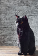 Portrait of a black cat in studio on wooden floor on gray wall background