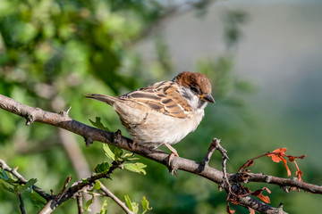 Eurasian tree sparrow (Passer Montanus) sitting sideways on a branch.