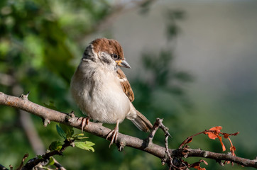 Eurasian tree sparrow (Passer Montanus) sitting sideways on a branch.