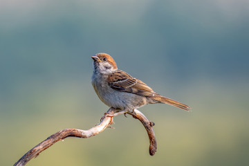 Eurasian tree sparrow (Passer Montanus) sitting sideways on a branch.