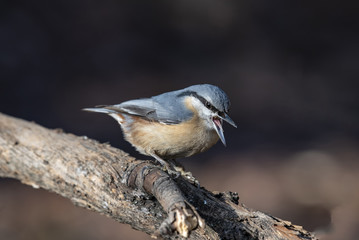 European nuthatch (Sitta europaea) on a tree bark