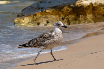 Detailed portrait of  Juvenile Yellow-legged gull (larus michahellis)