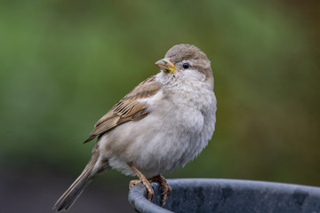 House Sparrow Passer domesticus in natural background
