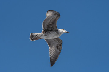 JuvenileYellow-legged gull (larus michahellis) in flight on blue sky