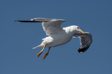 Fototapeta na wymiar JuvenileYellow-legged gull (larus michahellis) in flight on blue sky