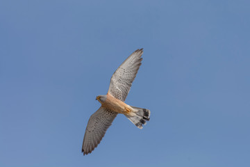 Male Lesser kestrel (Falco naumanni)in  flight over blue skies in the background