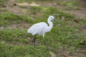 Little white Egret, Egreta garzetta in natural environment