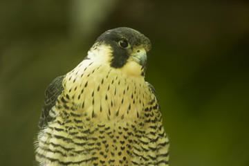 falcon