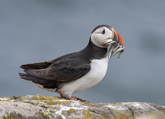 Atlantic Puffin (Fratercula arctica), standing on the cliff at Isle of May