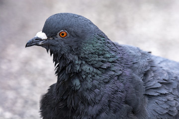 Portrait of a beautiful  pigeon on a sunny spring day. The head of a dove close-up.