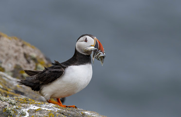 Atlantic Puffin (Fratercula arctica), standing on the cliff at Isle of May