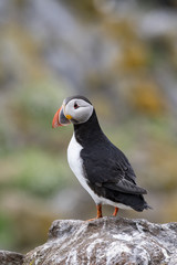 Atlantic Puffin (Fratercula arctica), standing on the cliff at Isle of May