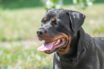 Head shot of Rottweiler . Selective focus on the dog