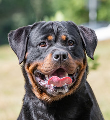 Head shot of Rottweiler . Selective focus on the dog