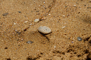A small flat stone on the sea wet red sand.