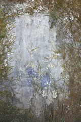 Old wall covered with moss and mold