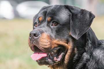 Head shot of Rottweiler . Selective focus on the dog
