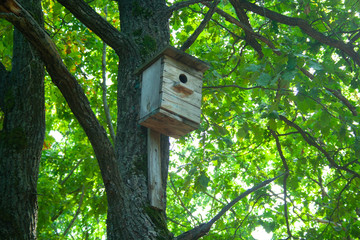 Birg feeder