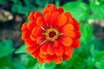 Red zinnia close up