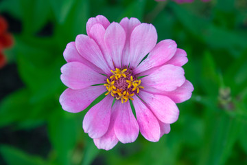 Purple zinnia flower