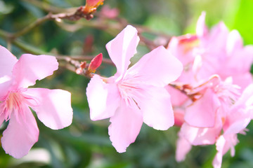 Flowers of oleander