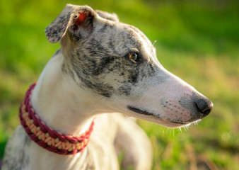 Obraz premium Portrait einer eine Whippet Hündin im Sonnenuntergang