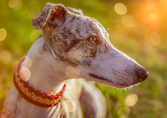 Portrait einer eine Whippet Hündin im Sonnenuntergang