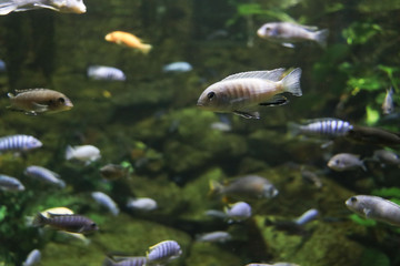 Close up of a small fish in aquarium