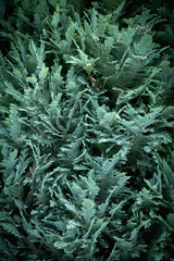 Detailed Christmas tree branches background. Place for text.