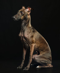 Italian greyhound Dog  Isolated  on Black Background in studio