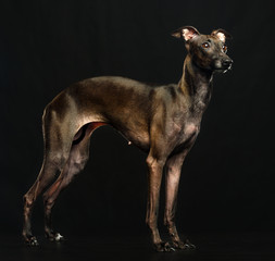 Italian greyhound Dog  Isolated  on Black Background in studio