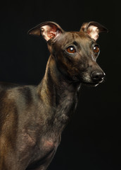 Italian greyhound Dog  Isolated  on Black Background in studio